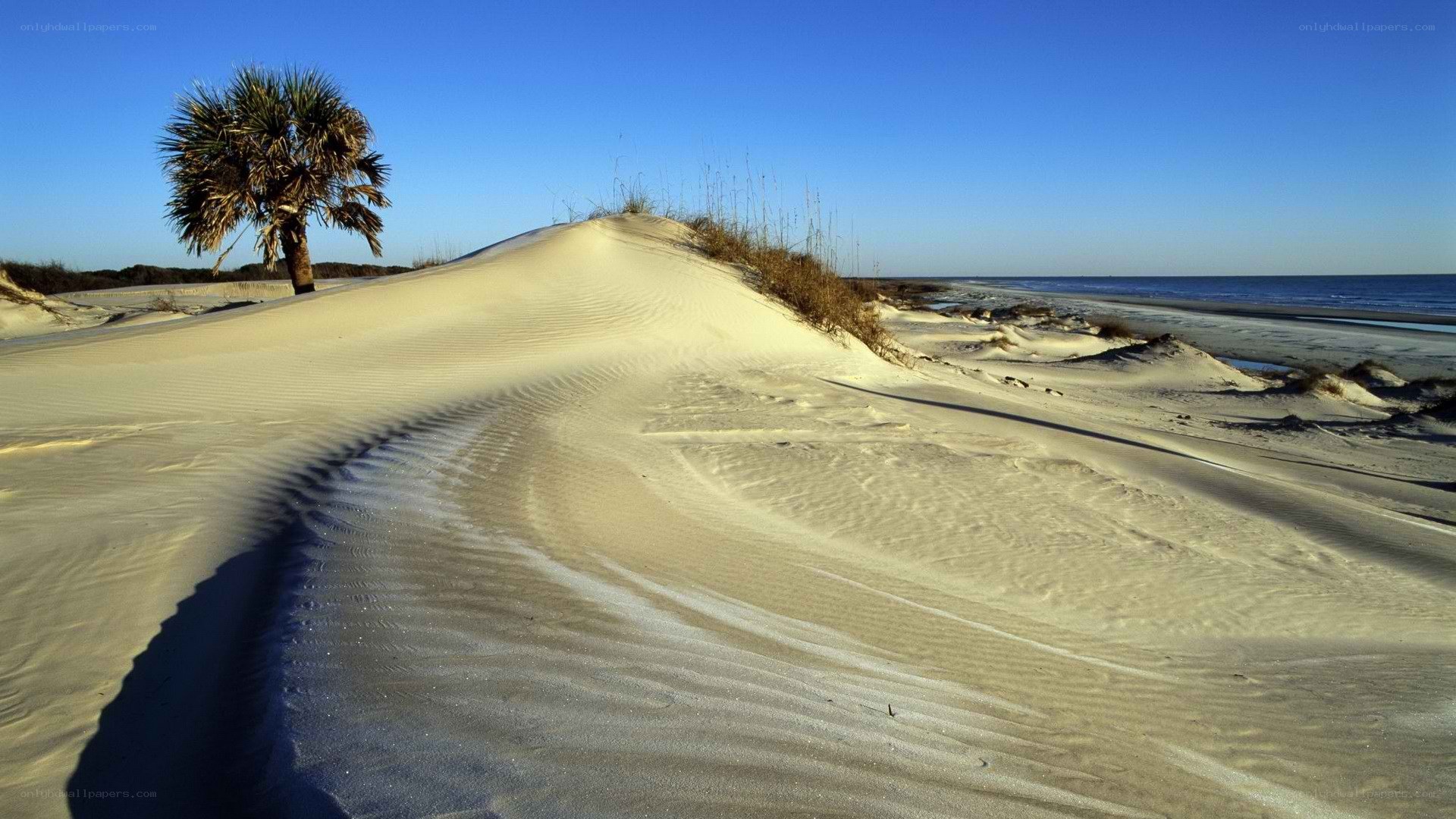sandy dunes with palm tree