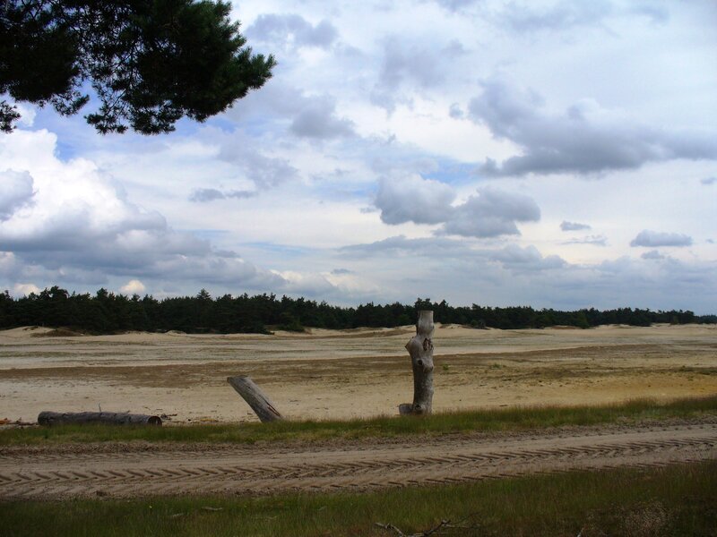 Sandy Dunes with Trees — Brown, Calm
