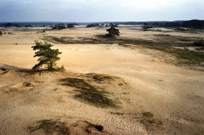Sandy Dunes with Trees
