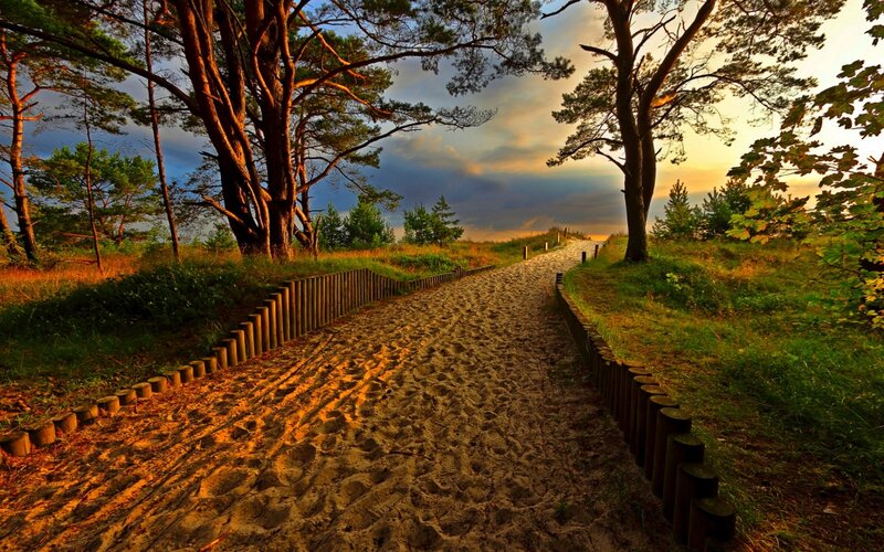Sandy Path in Forest — Brown, Serene