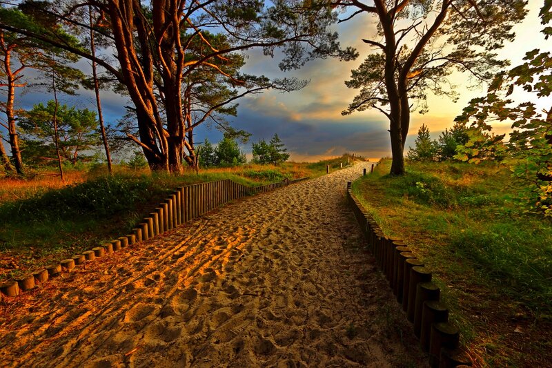 Sandy Path in Forest — Brown