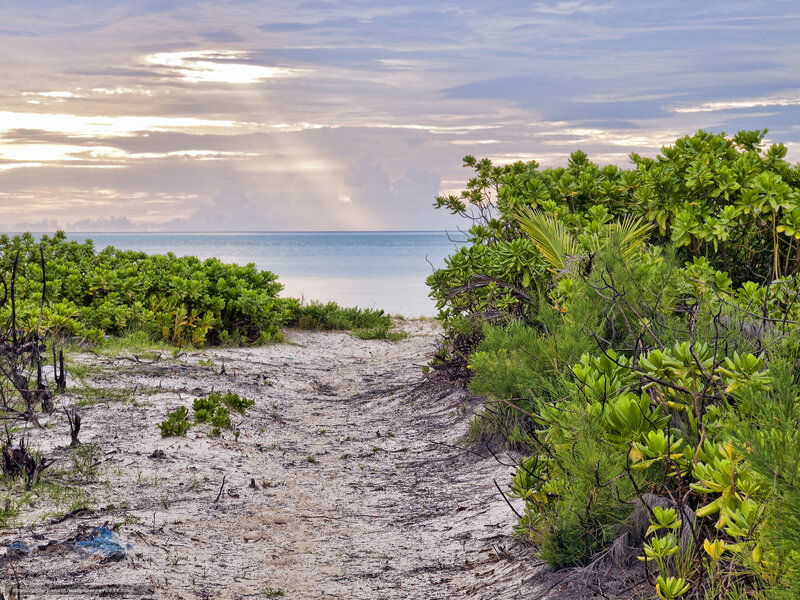 Sandy Path to Beach — Green