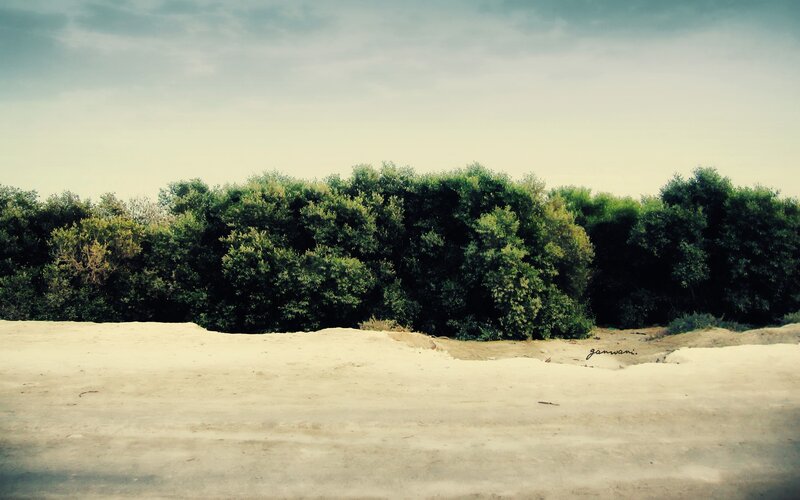 sandy shore with green trees