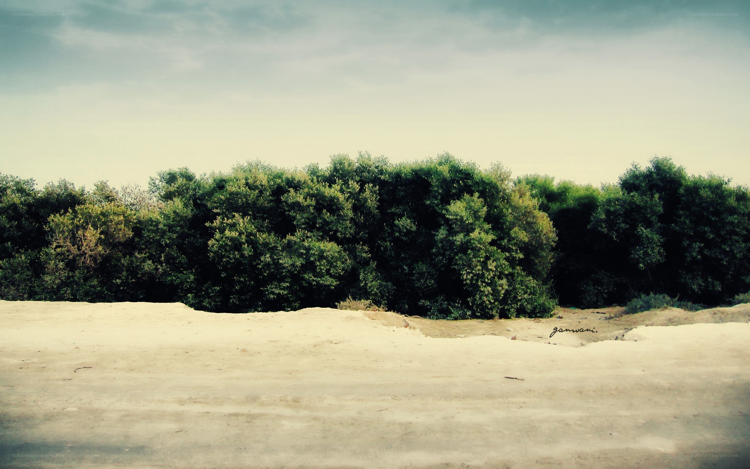 sandy shore with green trees