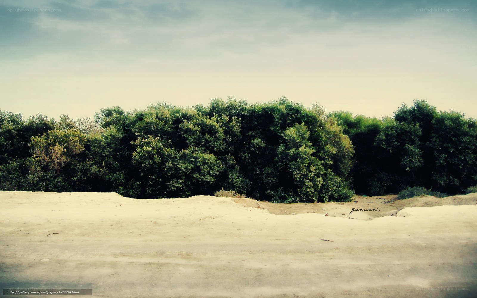 Sandy shore with green trees
