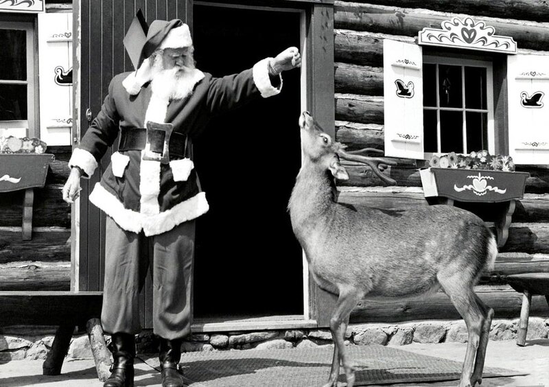 Santa Claus Feeding Deer