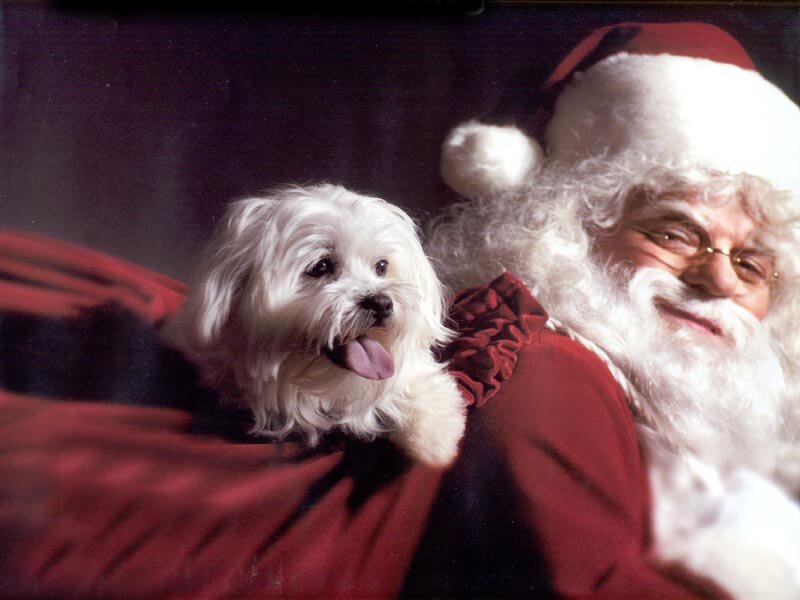 Santa Claus with Dog