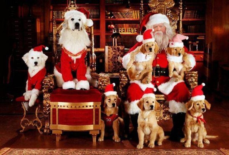 Santa Claus with Dogs