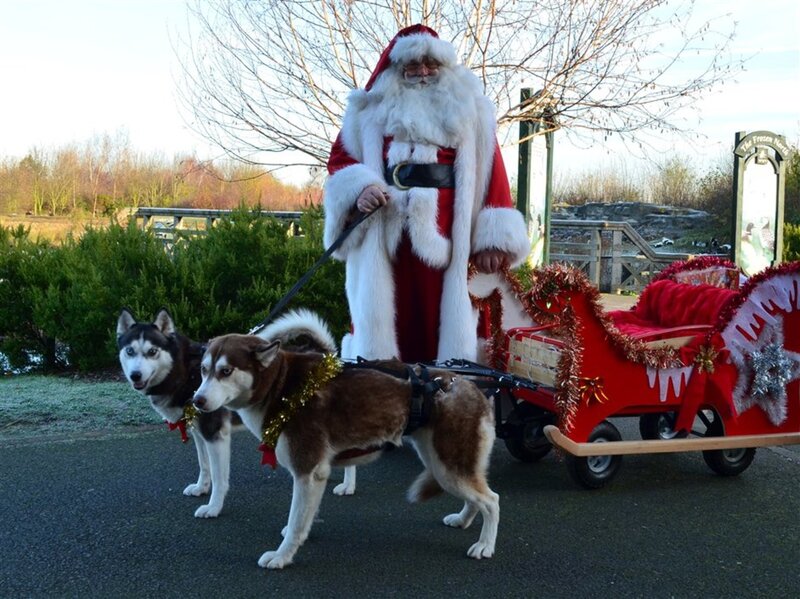 Santa Claus with Huskies
