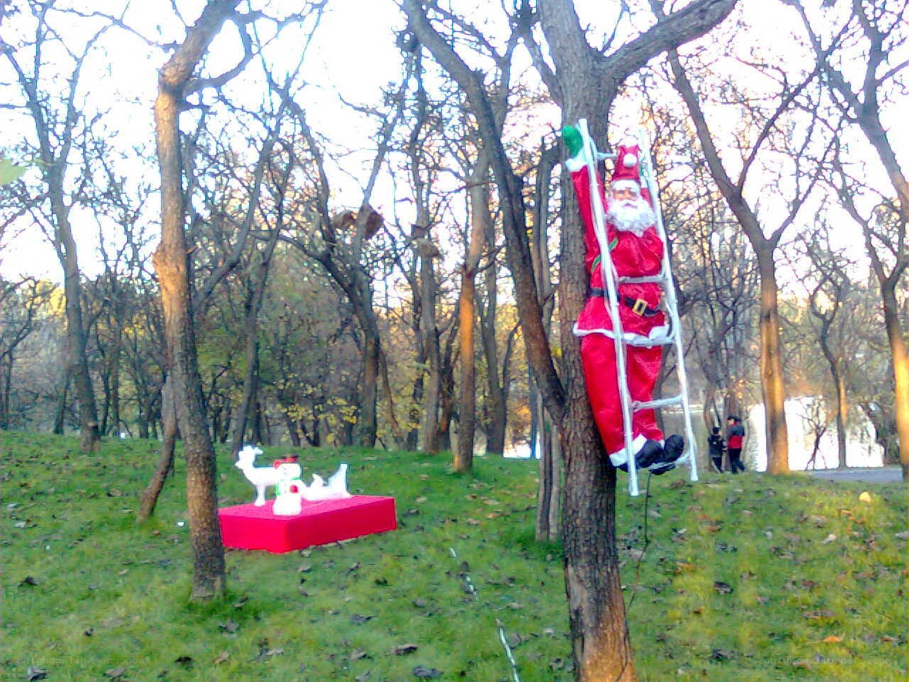 Santa climbing tree in park