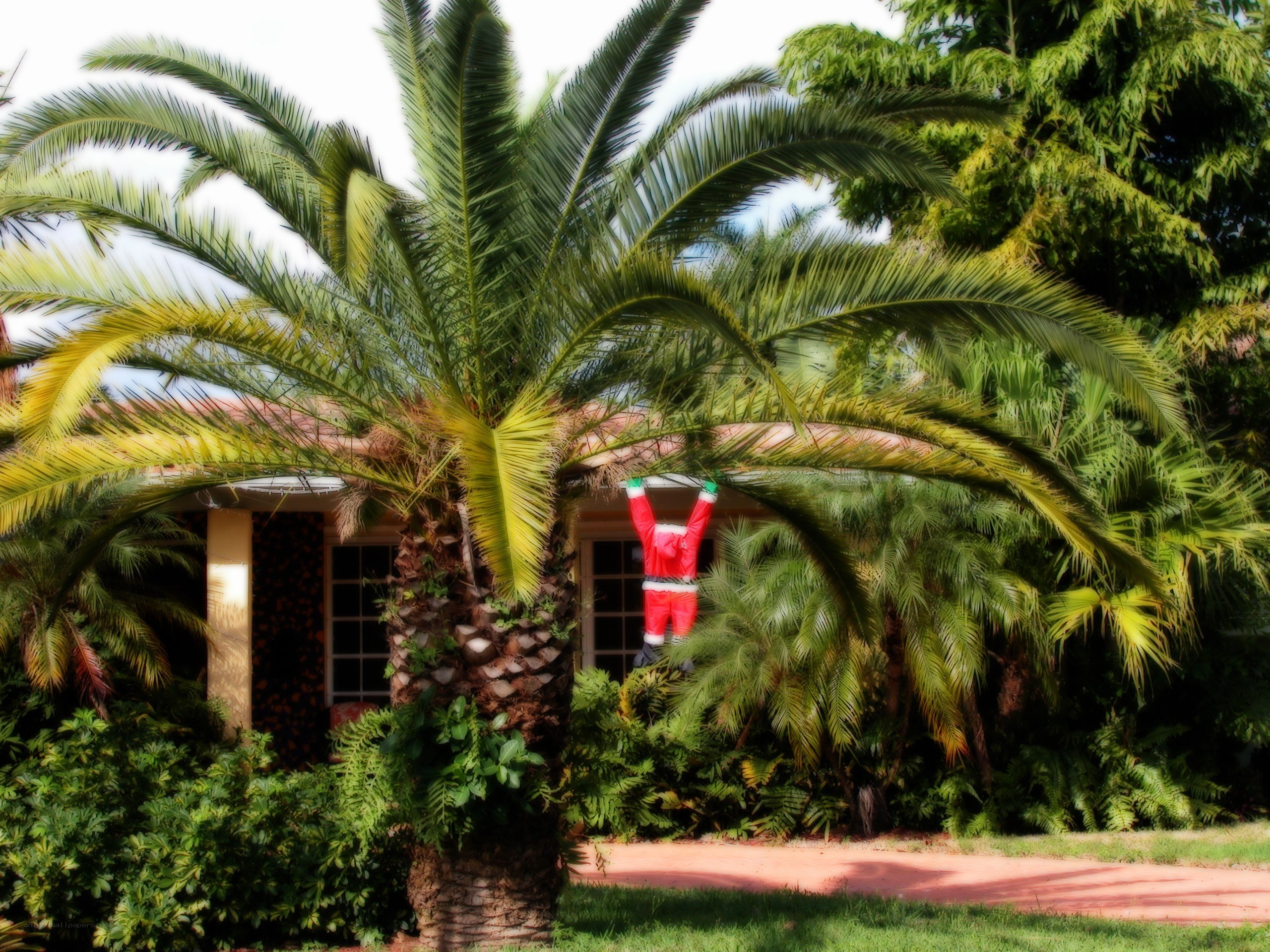 Santa decoration on palm tree