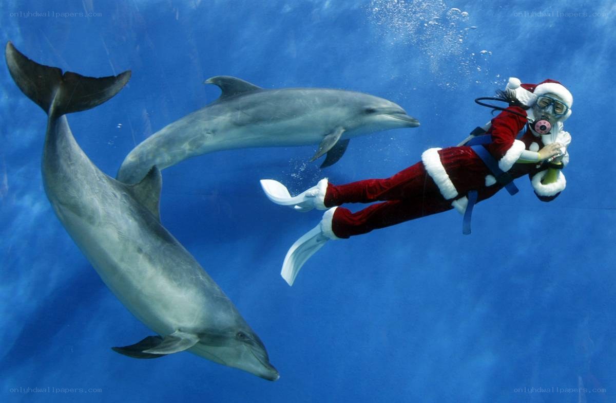 Santa diving with dolphins