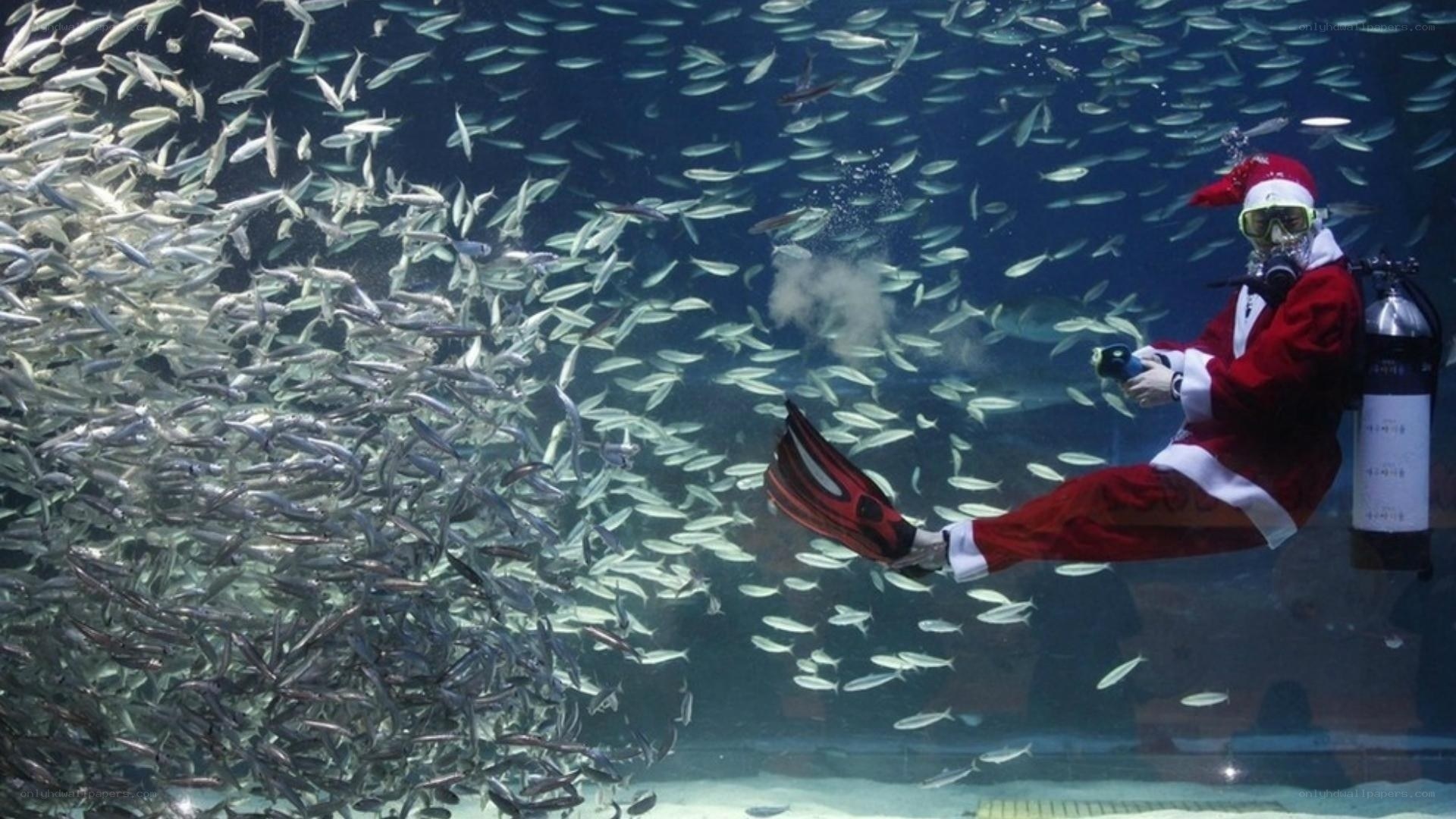 Santa diving with fish