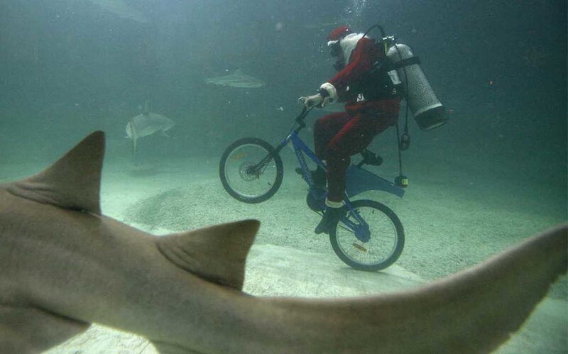 Santa diving with sharks