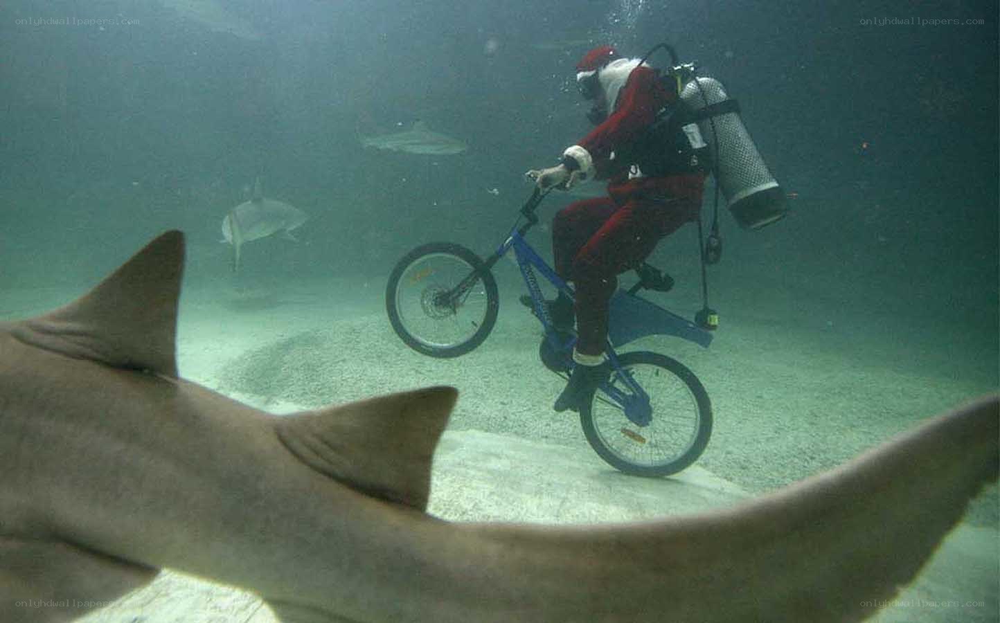 Santa diving with sharks