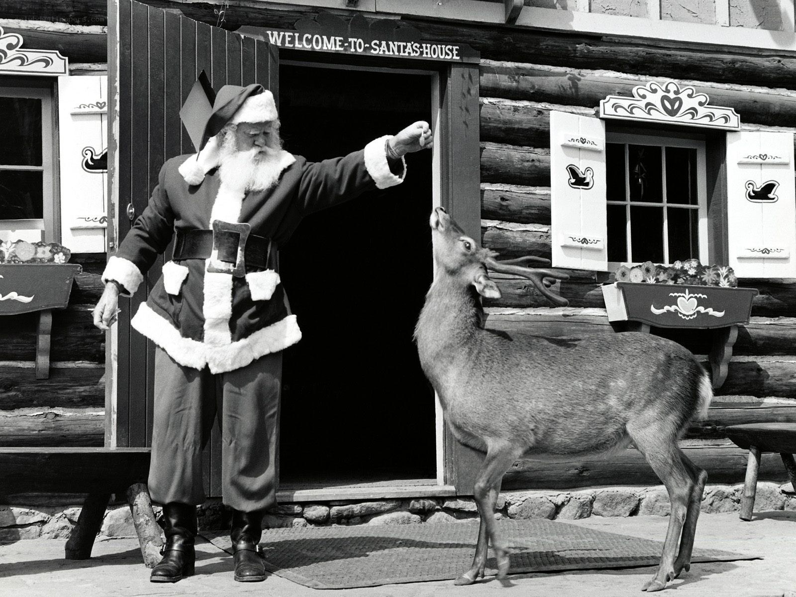Santa feeding a reindeer