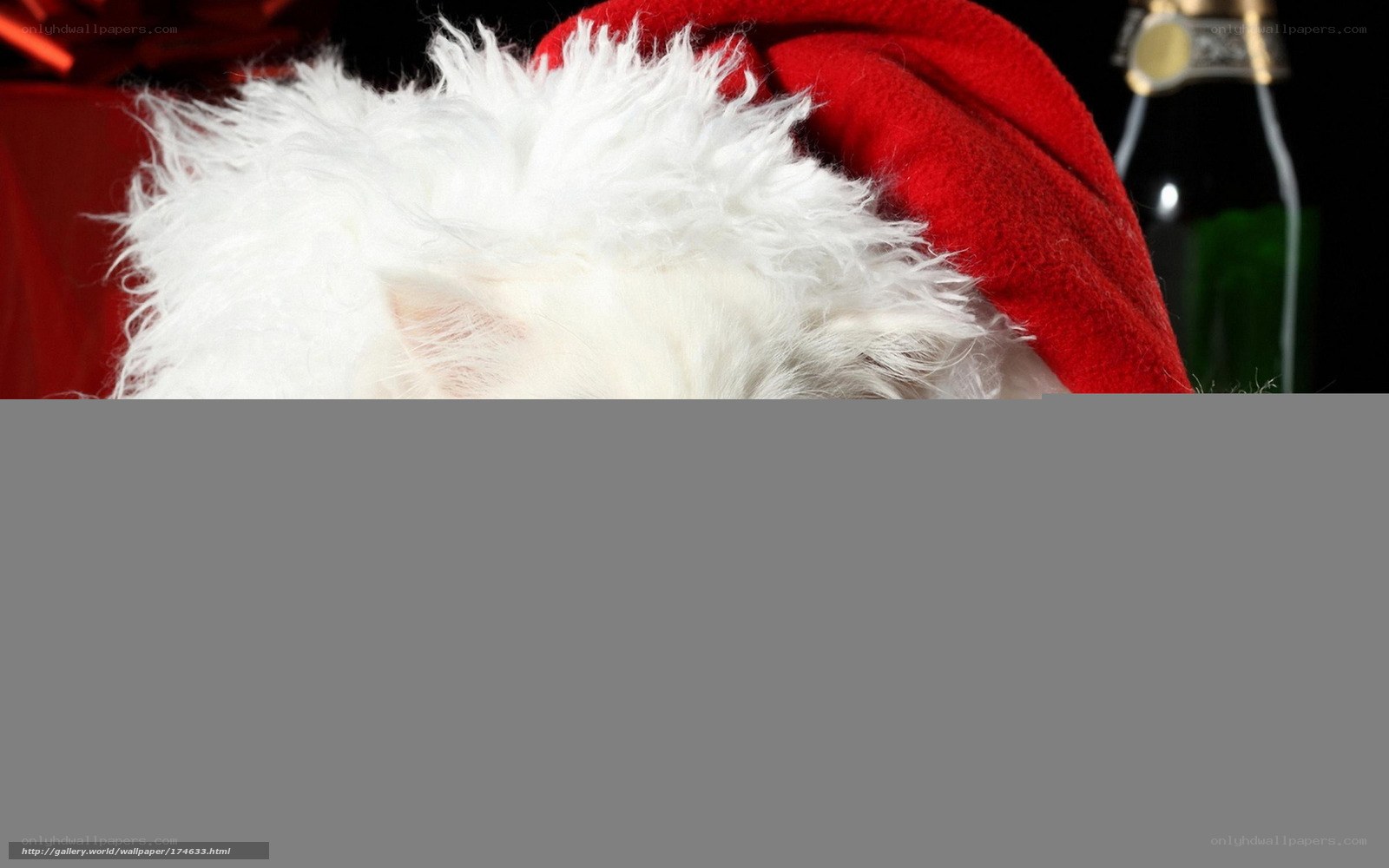 Santa hat close-up