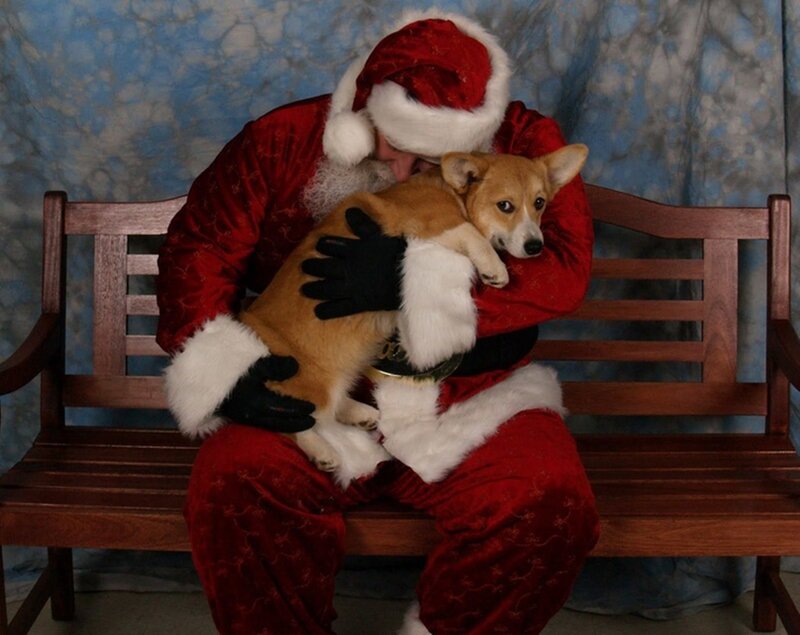 Santa Holding Corgi