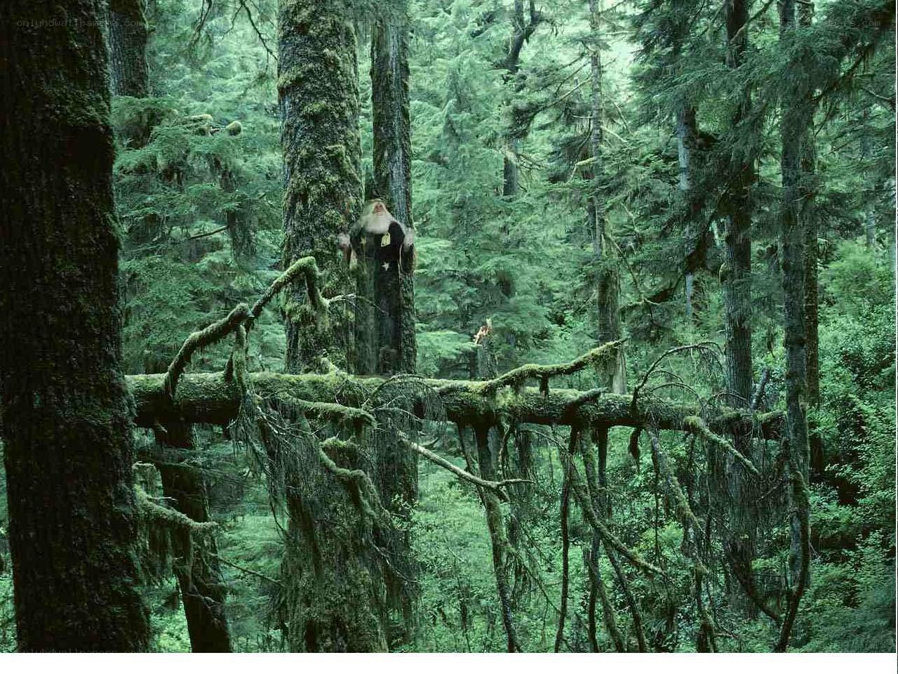 Santa in a mossy forest