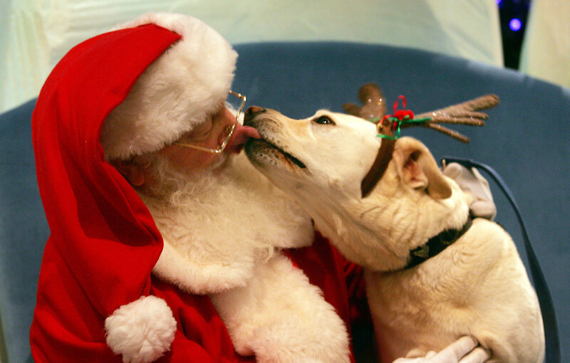 Santa Kissing Dog