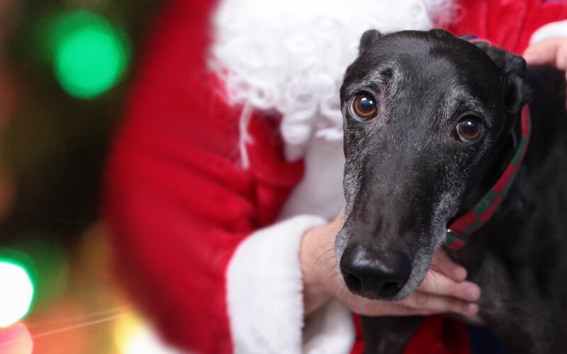 Santa with black dog