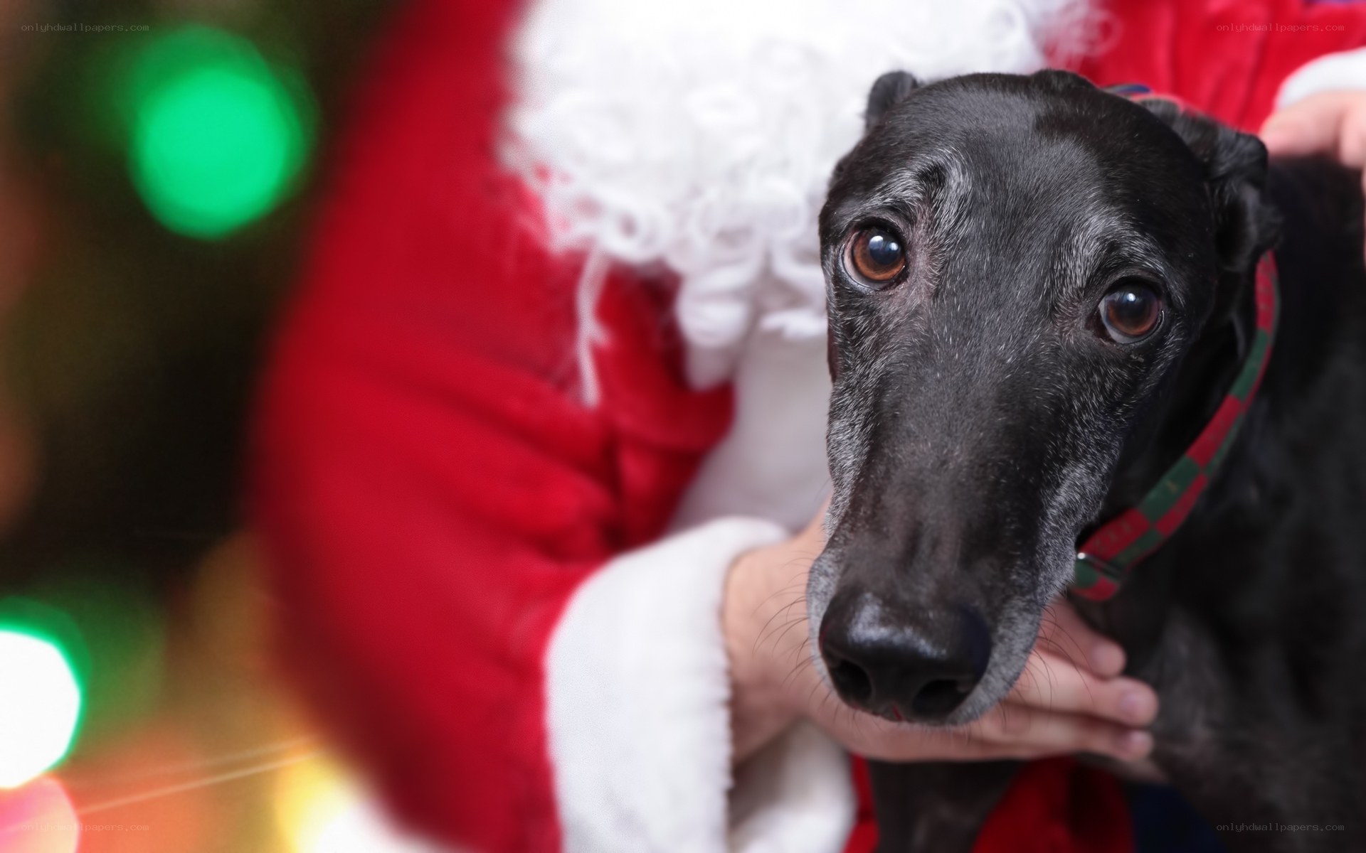 Santa with black dog