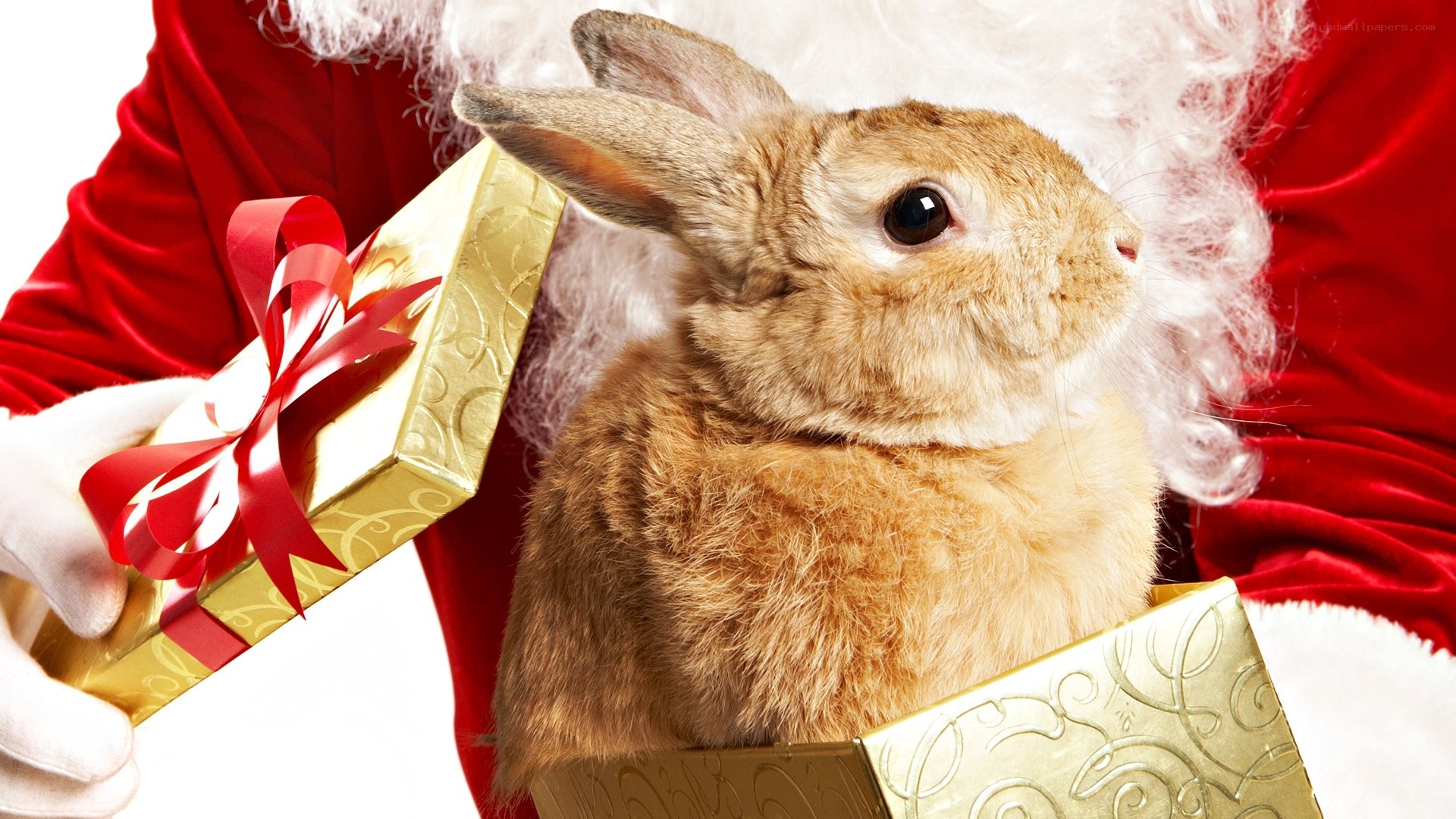 Santa with bunny and gift