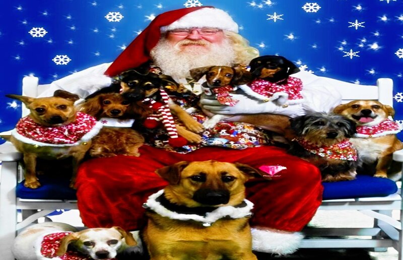 Santa with Dogs