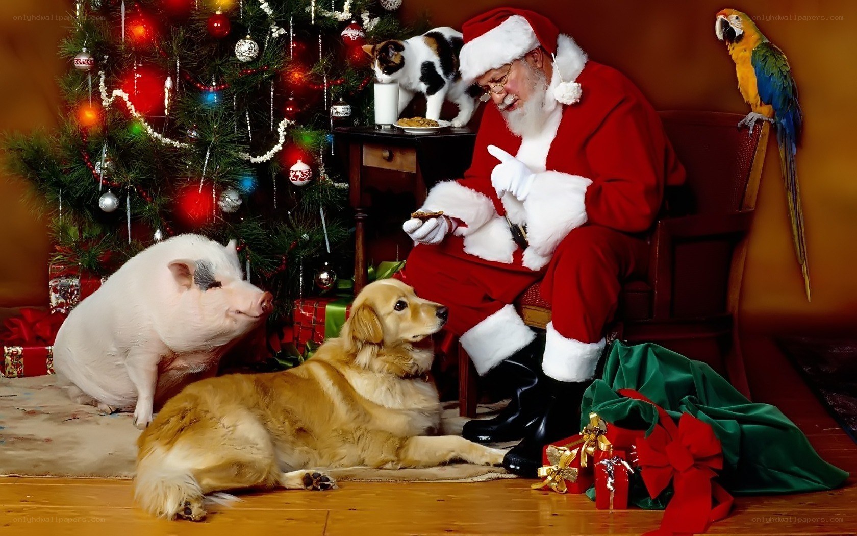Santa with pets at Christmas