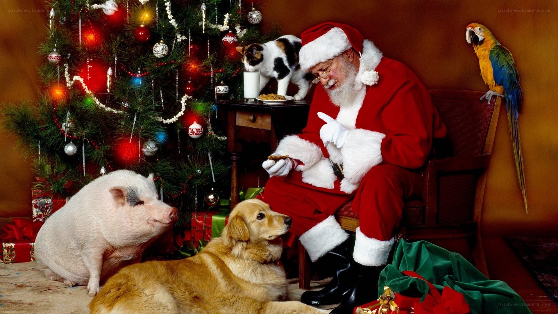 Santa with pets at Christmas