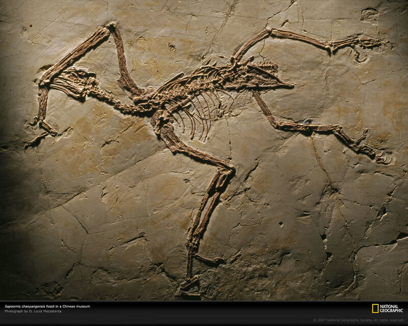 Sapeornis fossil in Chinese museum