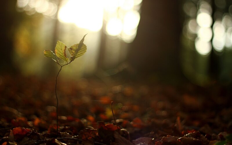 Sapling in Forest