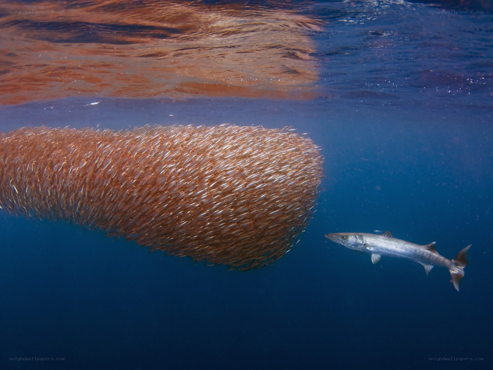 Sardine school and barracuda