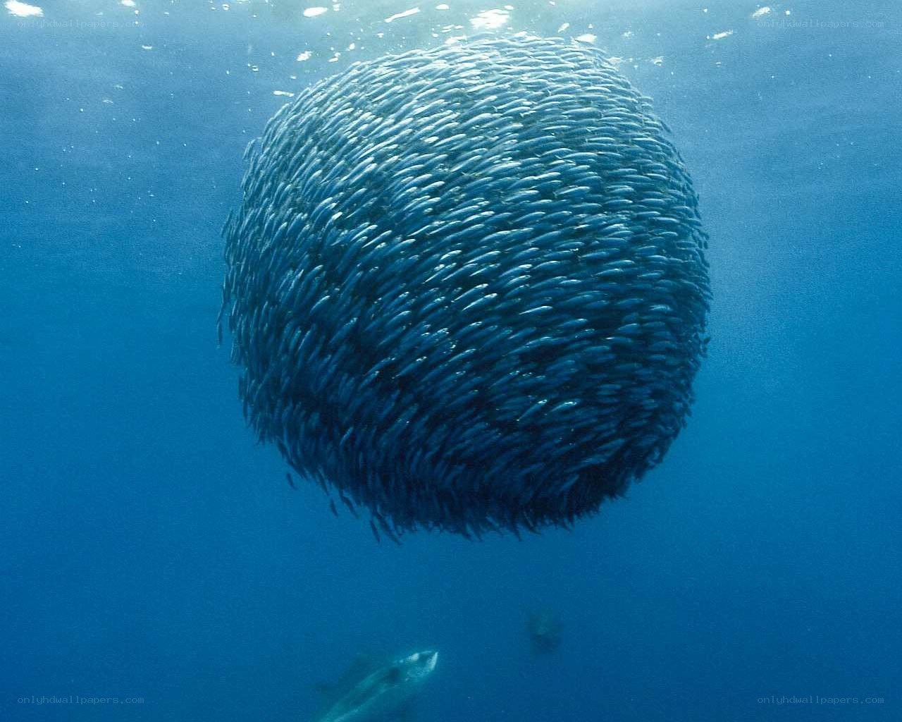 Sardine school in ocean
