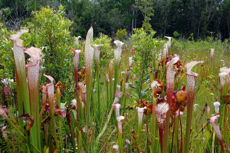 Sarracenia in a wetland