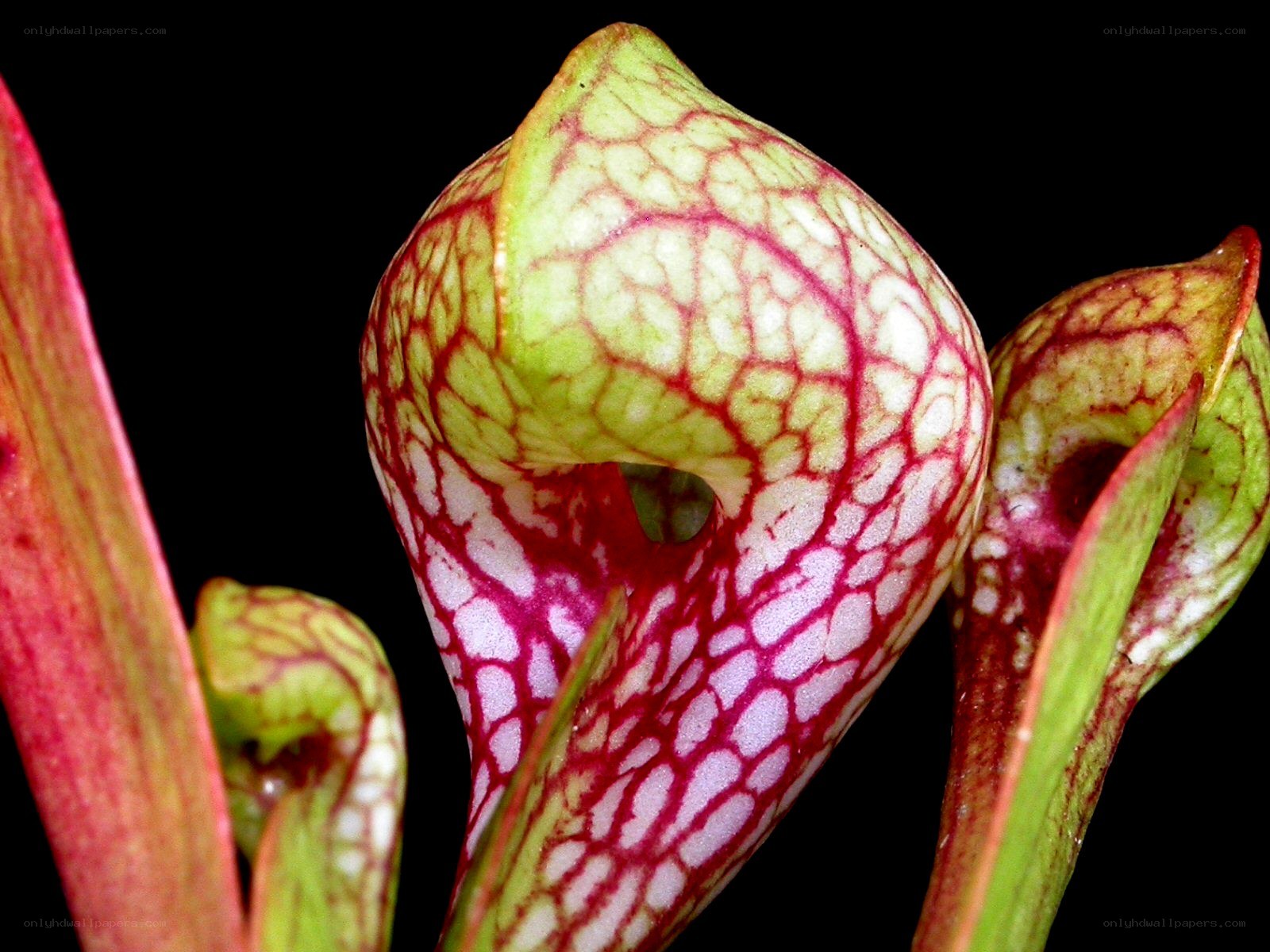 Sarracenia pitcher plant