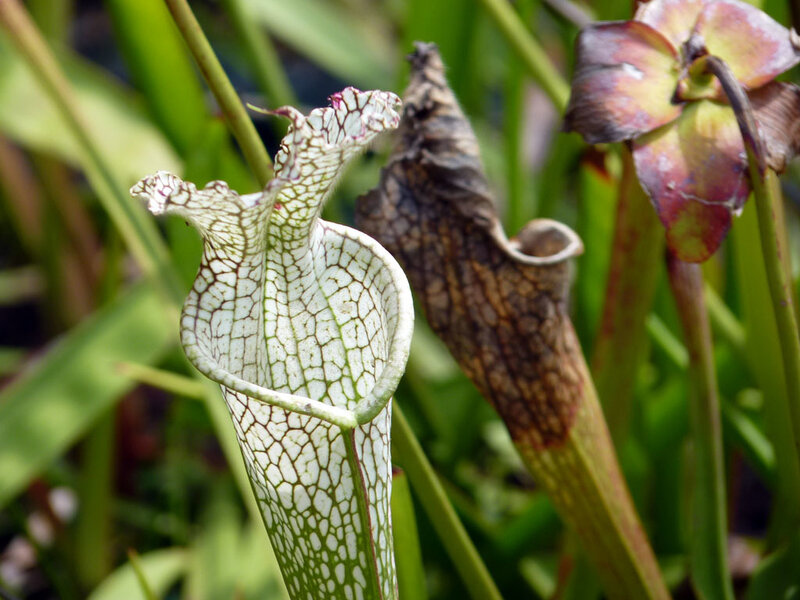 Sarracenia pitcher plants