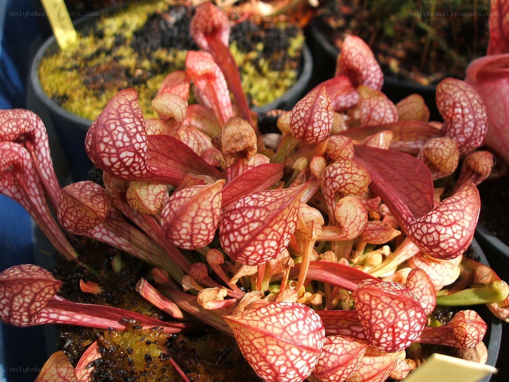 Sarracenia pitcher plants