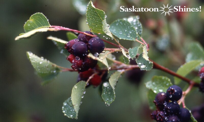 Saskatoon berries on a branch