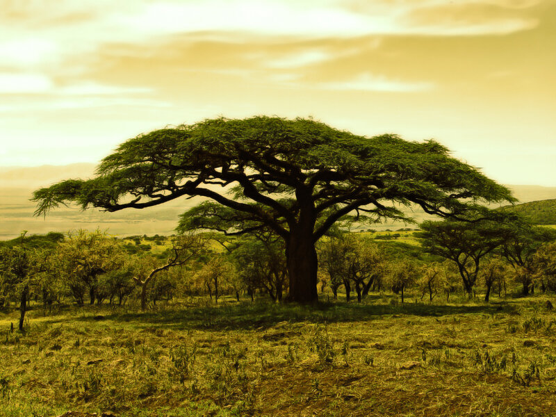 Savanna acacia tree