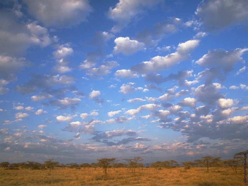 Savanna Landscape