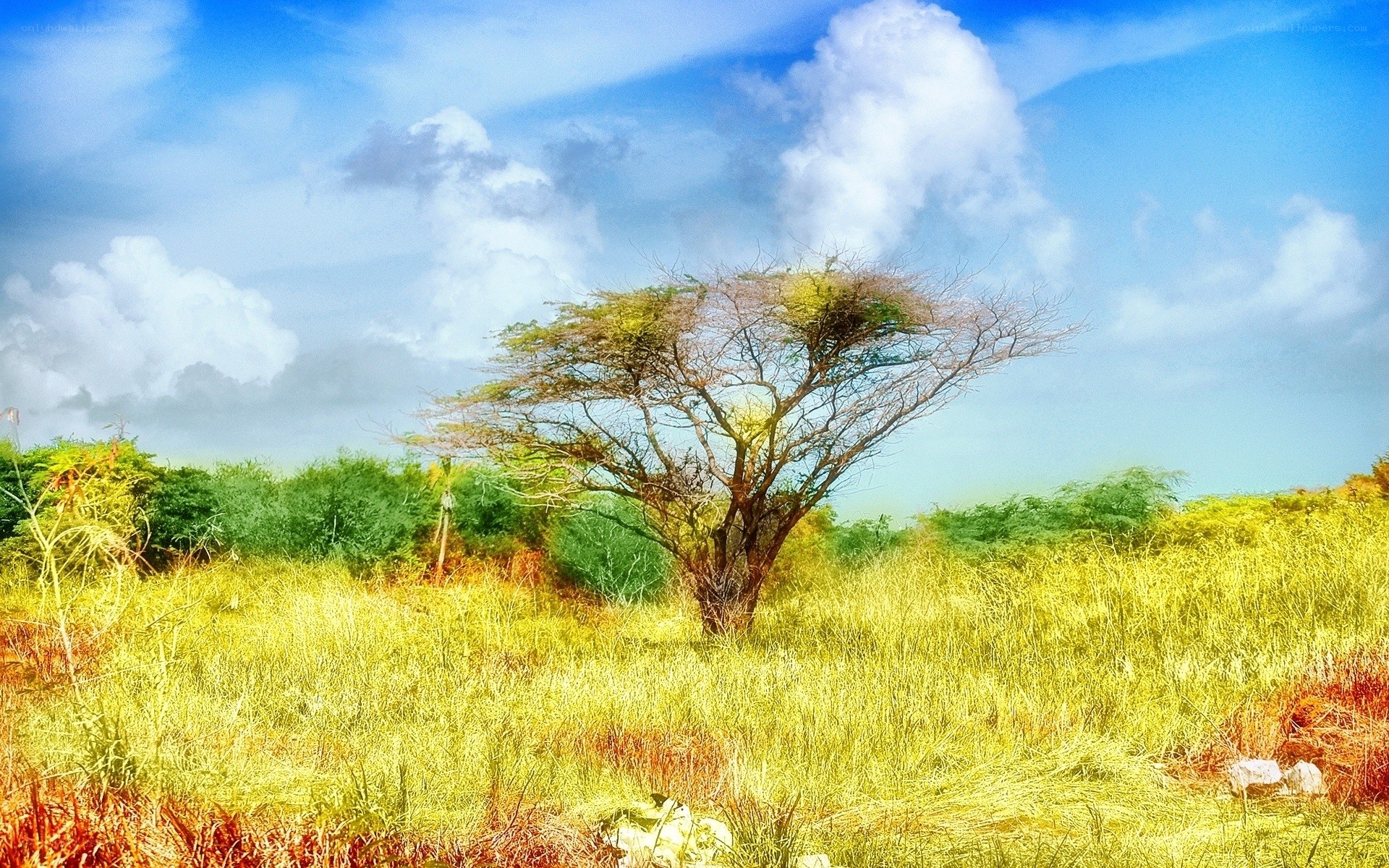 Savanna landscape with acacia tree