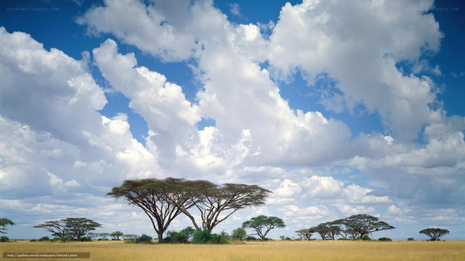 Savanna landscape with acacia trees
