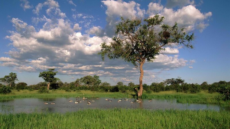 Savanna pond with birds