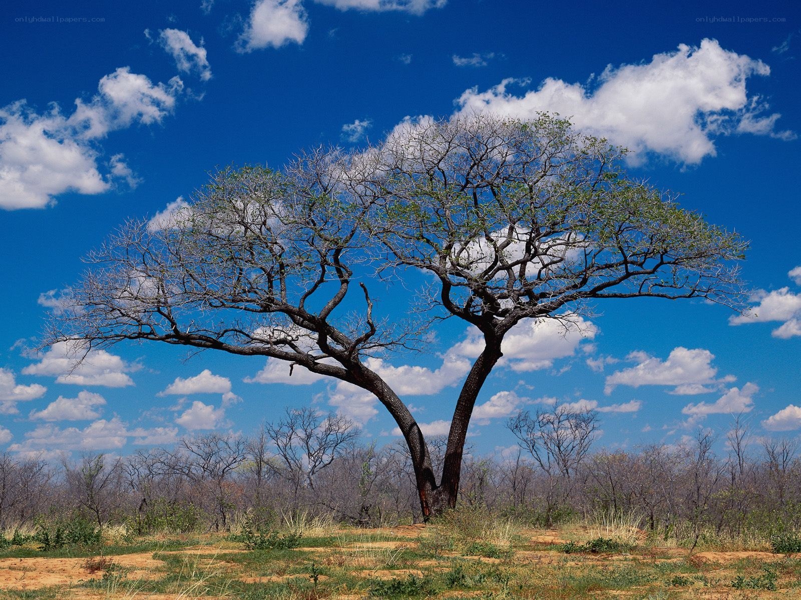 Savanna tree under blue sky