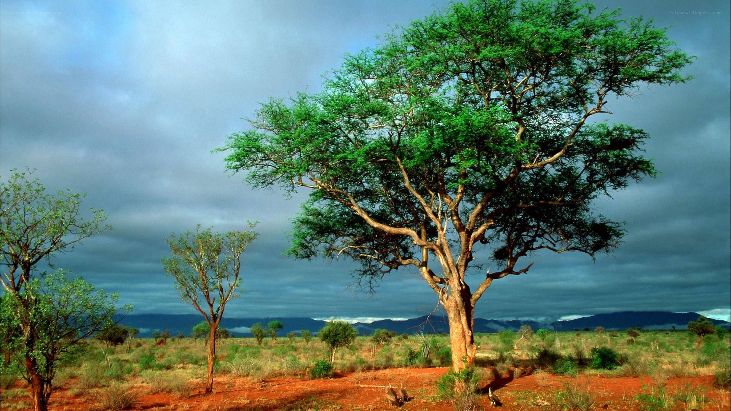 Savanna tree under stormy sky