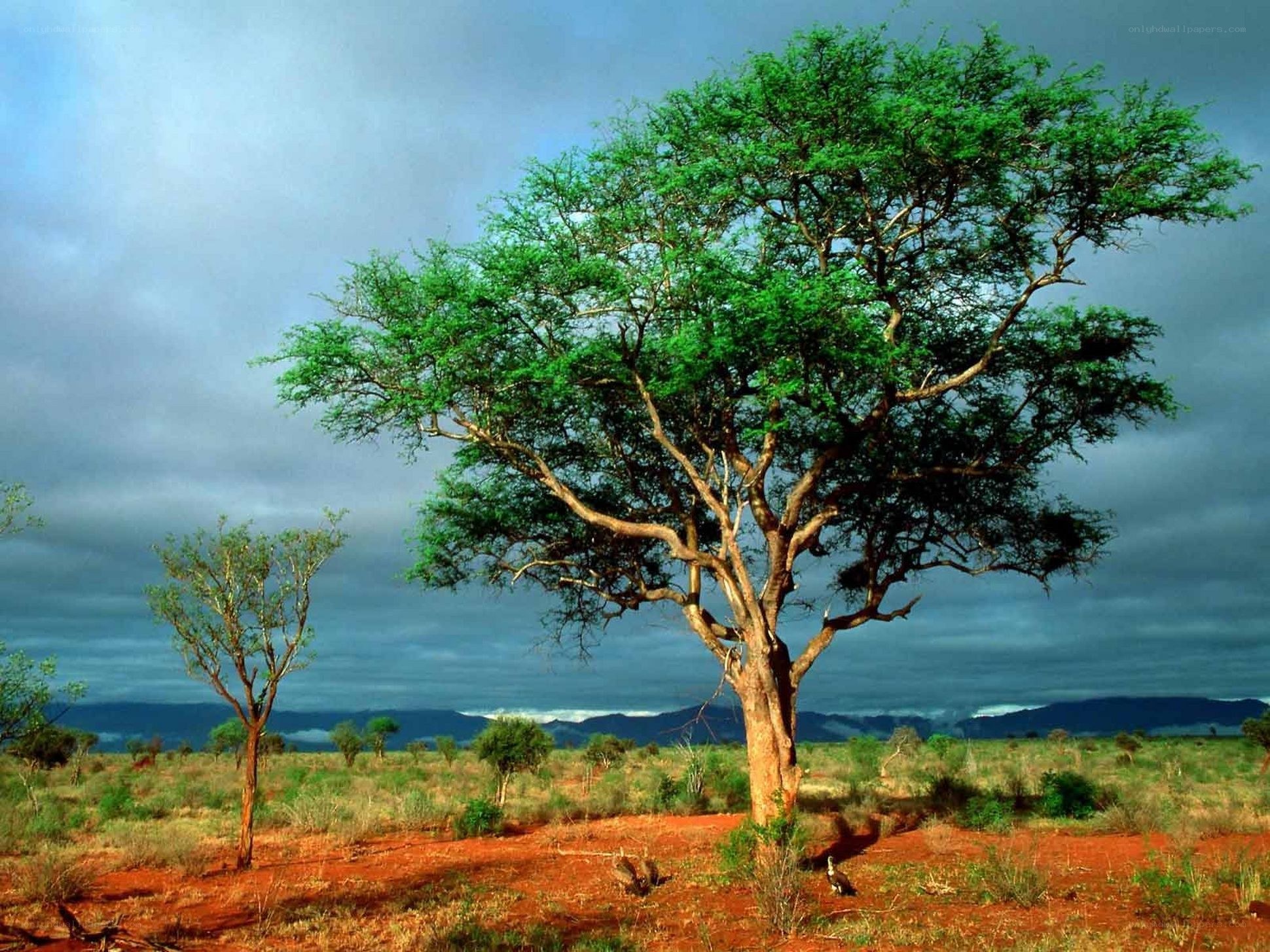 Savanna tree under stormy sky