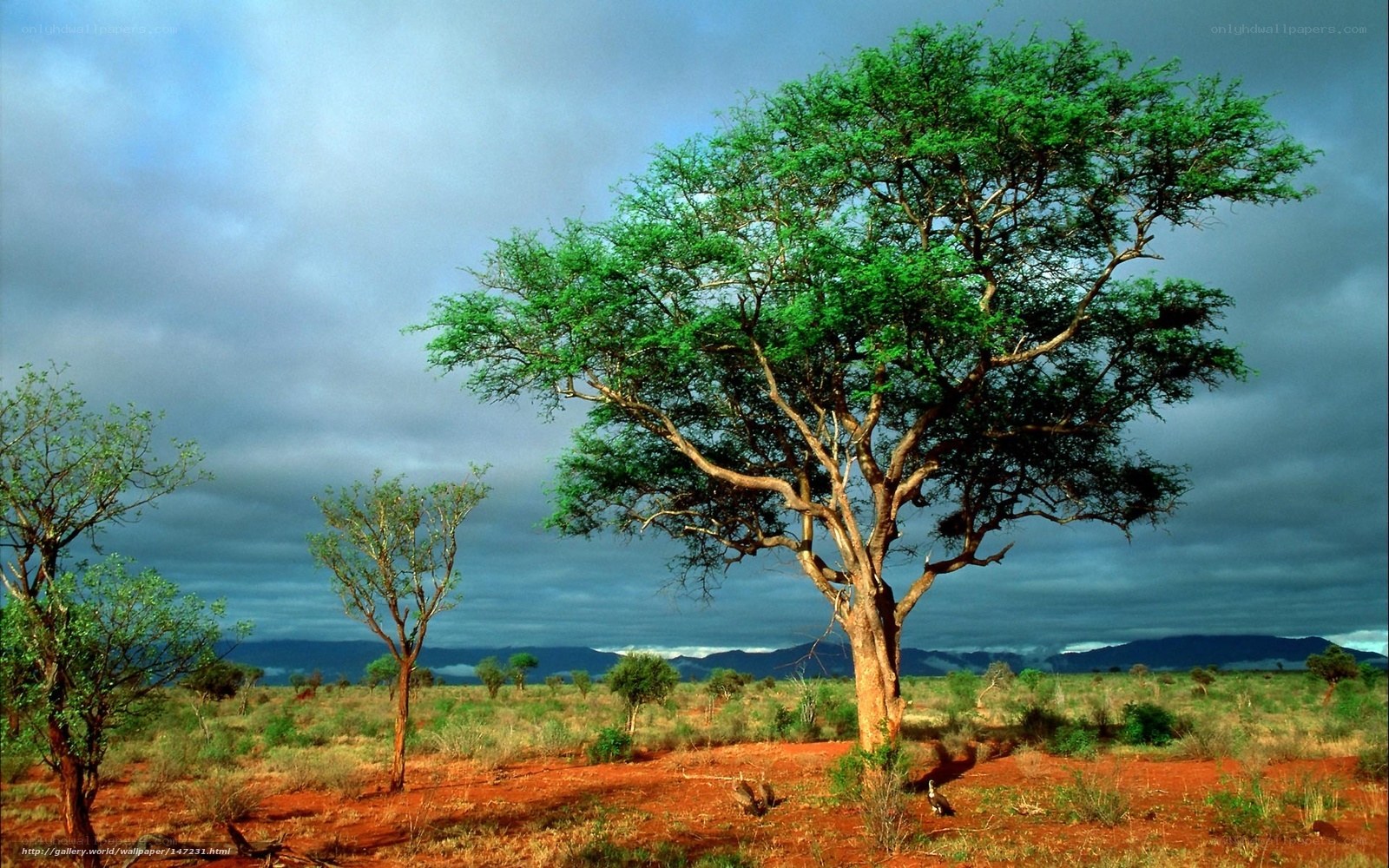 Savanna tree under stormy sky