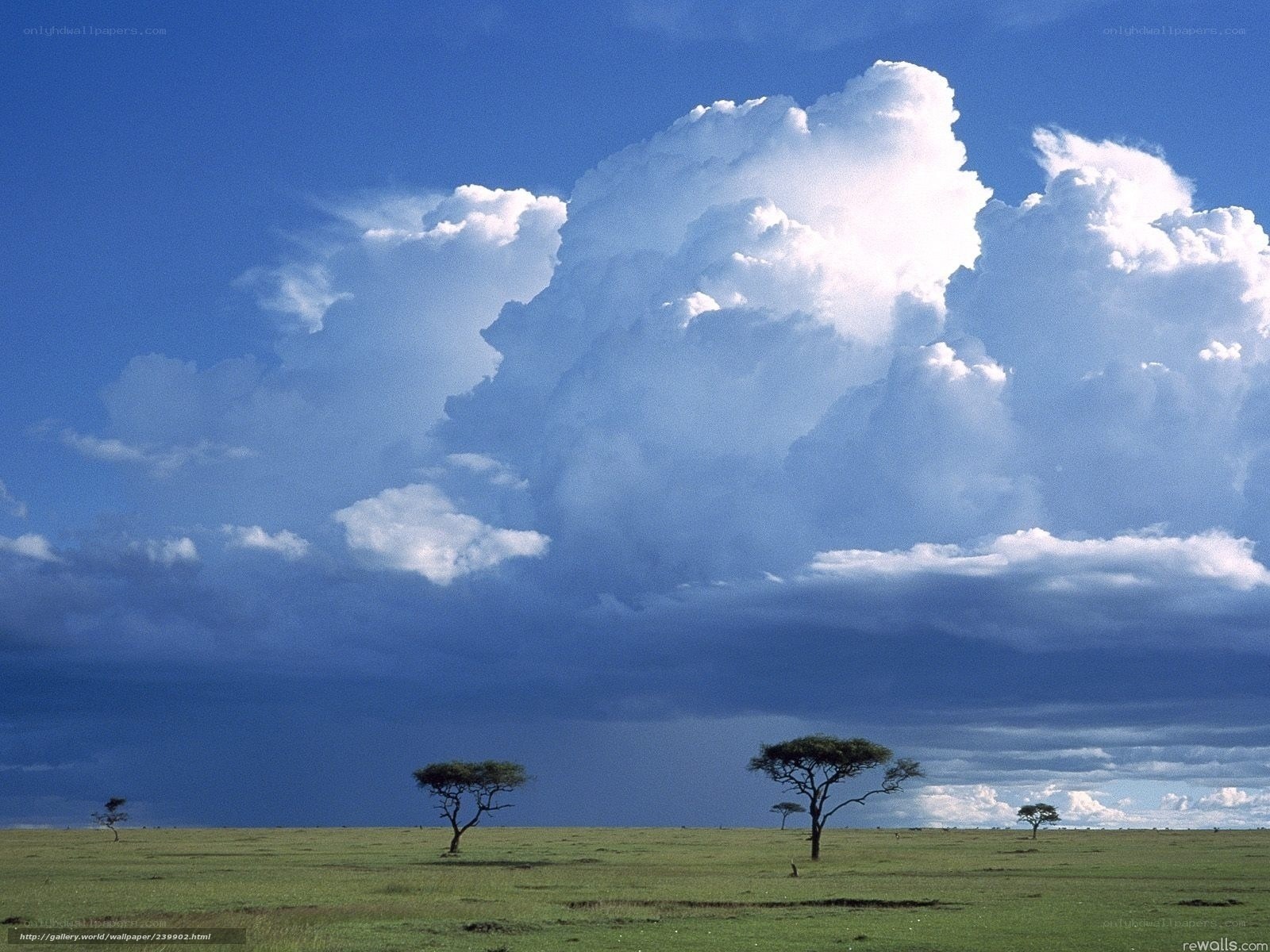 Savanna under storm clouds