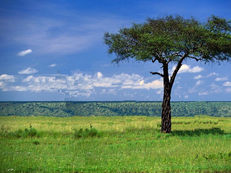 Savanna with acacia tree
